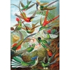 Kolibry - Ernst Haeckel 72 elementy